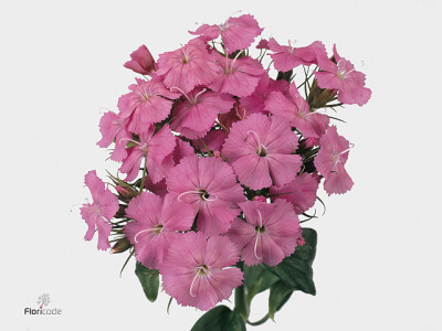 Dianthus barbatus Barbarella Pink