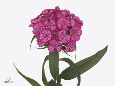 Dianthus barbatus Barbarella Rose