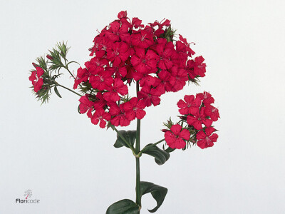 Dianthus barbatus Amazon Neon Duo