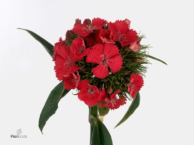 Dianthus barbatus 'Cinderella Coral'