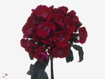 Dianthus barbatus 'Sweet Will Purple'