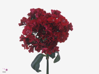 Dianthus barbatus 'Sweet Will Red'