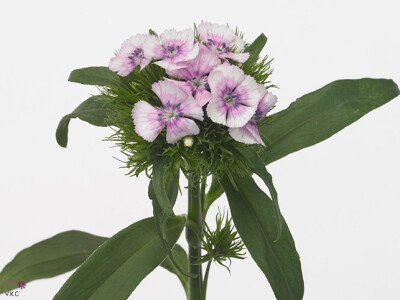 Dianthus barbatus 'Aldo Guicine'