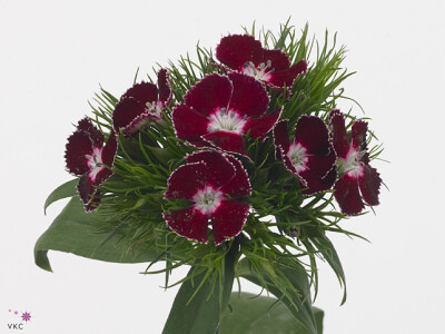 Dianthus barbatus 'Aldo Purple'