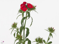 Dianthus barbatus 'Aldo Red'