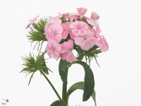 Dianthus barbatus 'Aldo Rose'