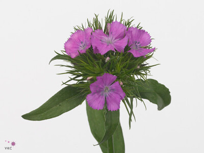 Dianthus barbatus 'Aldo Violet'