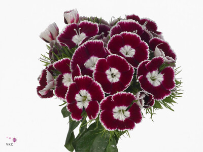 Dianthus barbatus King Breanthus