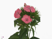 Dianthus barbatus 'Pink Beauty'