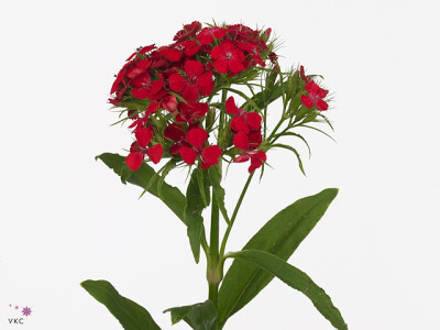 Dianthus barbatus 'Scarlet Queen'