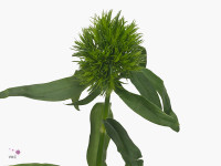 Dianthus barbatus 'Aldo Green'