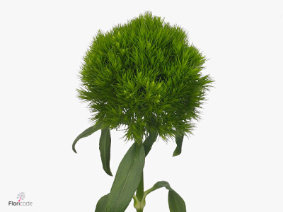 Dianthus barbatus Green Wicky