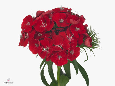 Dianthus barbatus Amras Breanthus