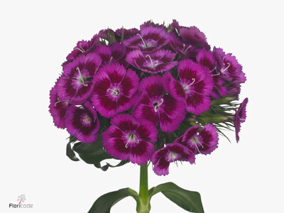 Dianthus barbatus Elmo Breanthus