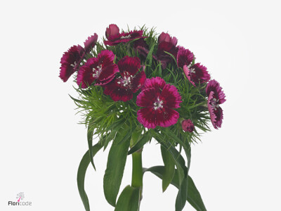 Dianthus barbatus 'Aldo Amalfi'