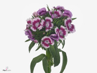 Dianthus barbatus 'Aldo Viola Fantasia'