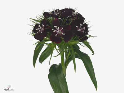 Dianthus barbatus 'Sweet Will Black Cherry'