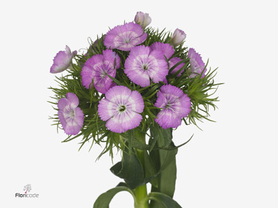 Dianthus barbatus 'Aldo Lilla Fantasia'