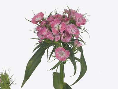 Dianthus barbatus 'Sweet Will Pink'