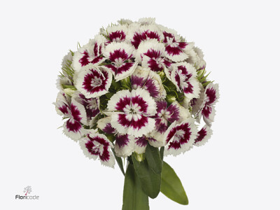 Dianthus barbatus Newcastle