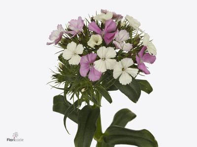 Dianthus barbatus 'Barbienne Apple Blossom'