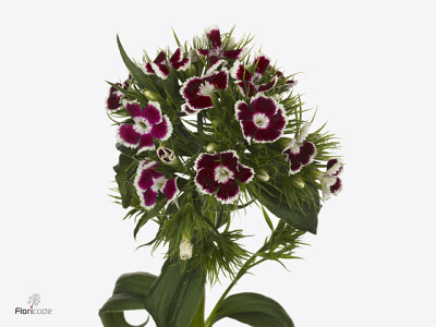 Dianthus barbatus 'Barbienne Bicolour Red-White'