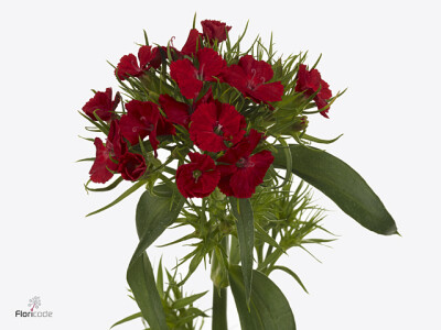 Dianthus barbatus 'Barbienne Scarlet'