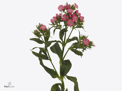 Dianthus barbatus 'Barbienne Salmon'