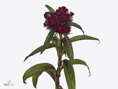 Dianthus barbatus 'Barbienne Burgundy'