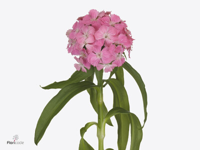 Dianthus barbatus 'Sweet Will Deepink Maxine'