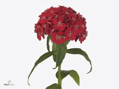 Dianthus barbatus 'Sweet Will Scarlet'