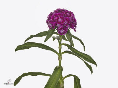 Dianthus barbatus 'Sweet Will Magenta Bicolour'