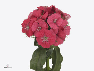 Dianthus barbatus 'Aldo Coral'