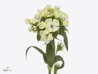Dianthus barbatus 'Aldo Fortuna'