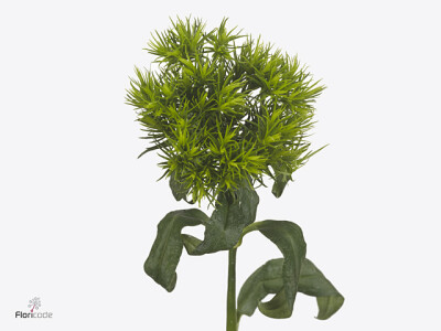 Dianthus barbatus Barberatus Trigreen