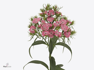 Dianthus barbatus 'Barcelona Pink'