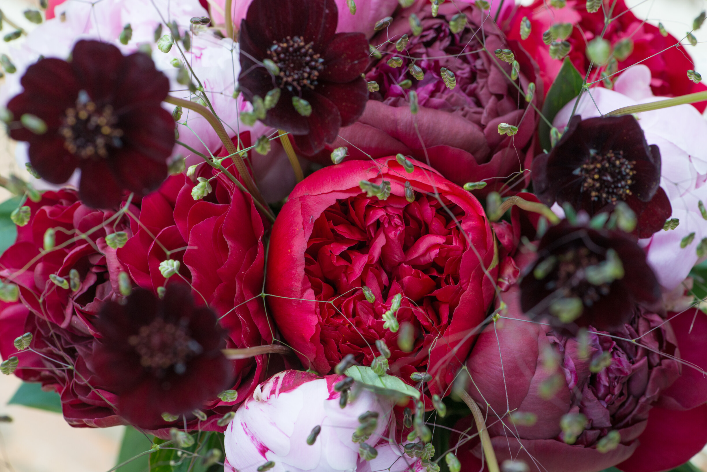 All about the Cosmos (Cosmea) - Tips and care | 365 days of