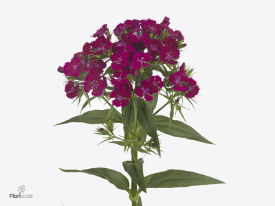 Dianthus barbatus 'Barcelona Violet'