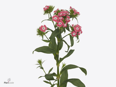 Dianthus barbatus Sunderland