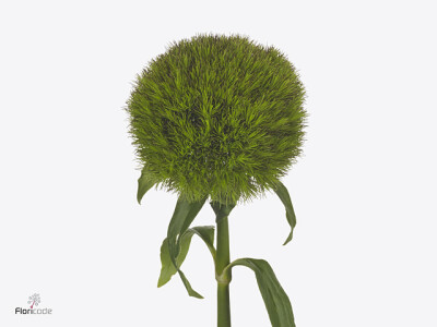 Dianthus barbatus Kiwi Cherry