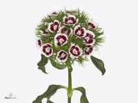 Dianthus barbatus 'Barberatus Fancy White'