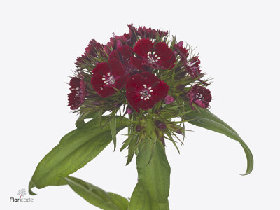 Dianthus barbatus 'Barberatus Red'