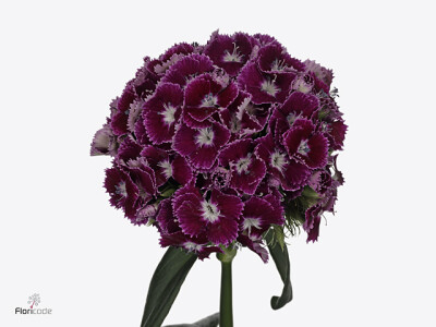 Dianthus barbatus Kiwi Polka Violet
