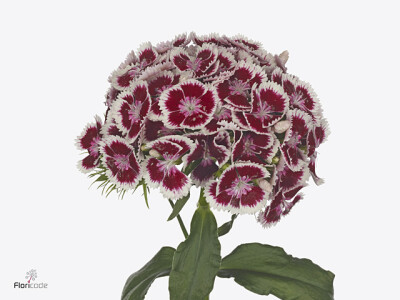 Dianthus barbatus Kiwi Polka Maroon