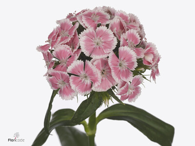 Dianthus barbatus Kiwi Polka Ballet