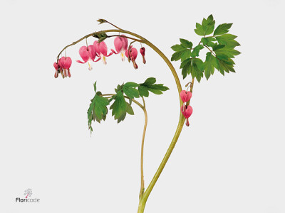 Dicentra spectabilis