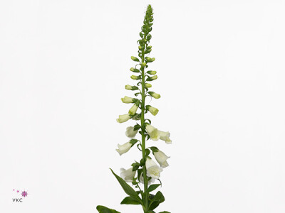 Digitalis purpurea 'Camelot White'