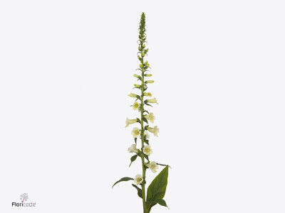 Digitalis purpurea Cream Luminosity