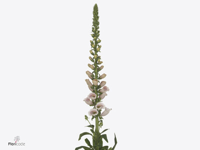 Digitalis purpurea Apricot Luminosity