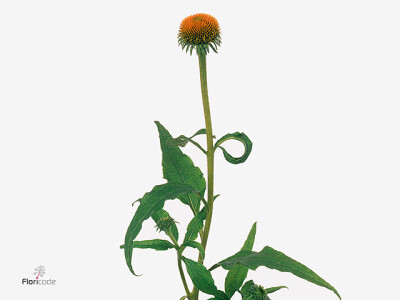 Echinacea purpurea 'White Swan'